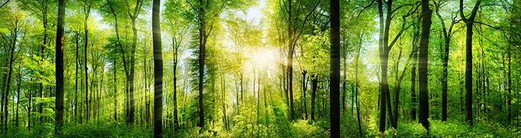 Trees and forest
